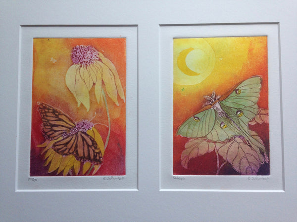 Butterflies