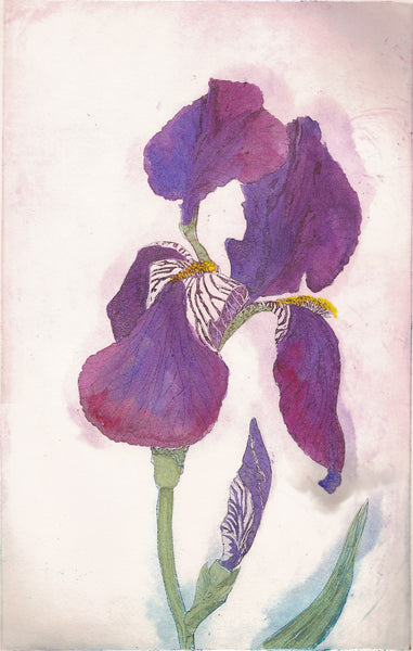 Framed Purple Iris 16x20