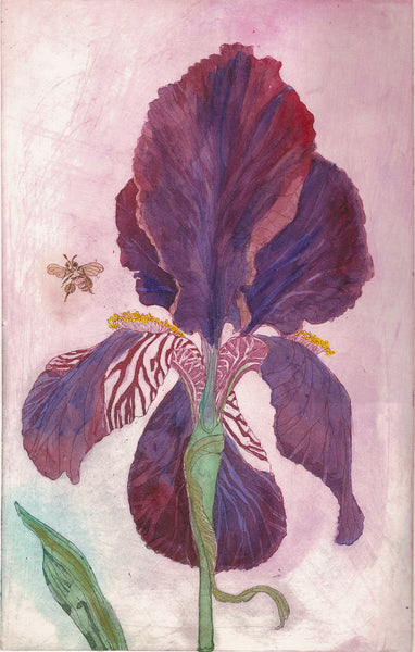 Framed Purple Iris 16x20