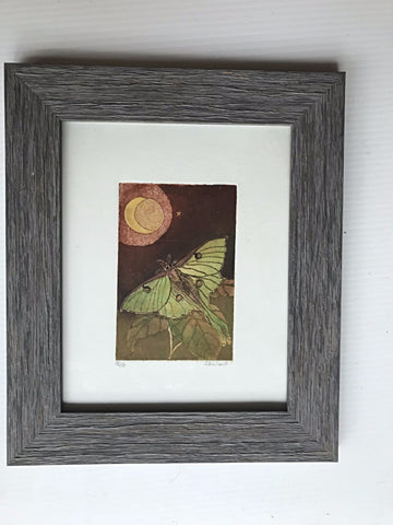 Luna Moth in barnwood frame