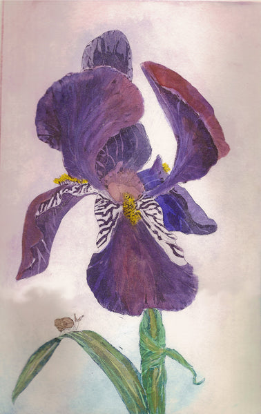 Framed Purple Iris 16x20